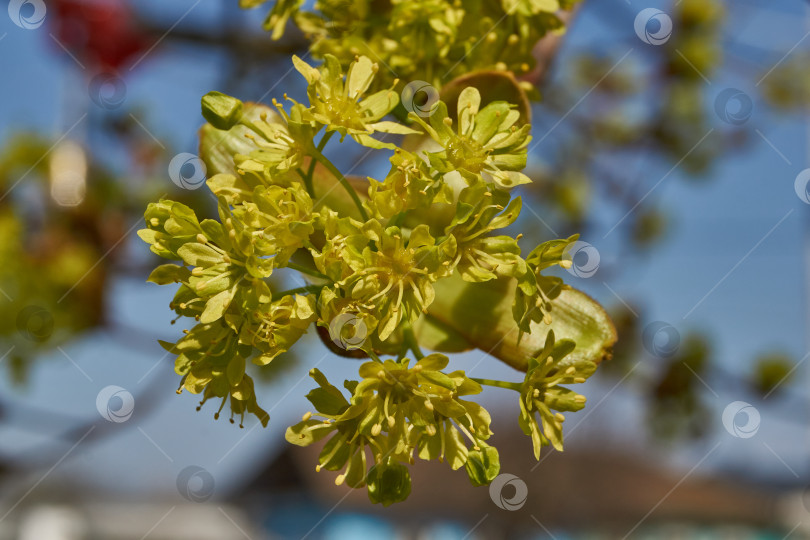 Скачать Распускаются цветочные почки клена остролистного (лат. Acer platanoides). фотосток Ozero