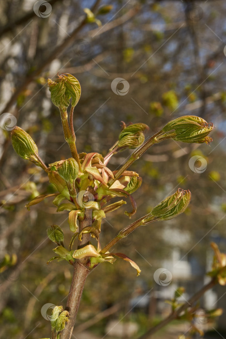 Скачать Из листовых почек клена остролистного (лат. Acer platanoides) распустились листья. фотосток Ozero