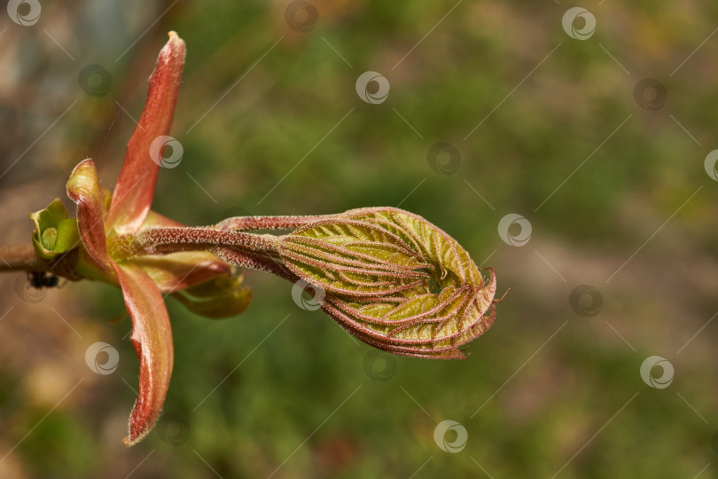 Скачать Из листовых почек клена остролистного (лат. Acer platanoides) распустились листья. фотосток Ozero