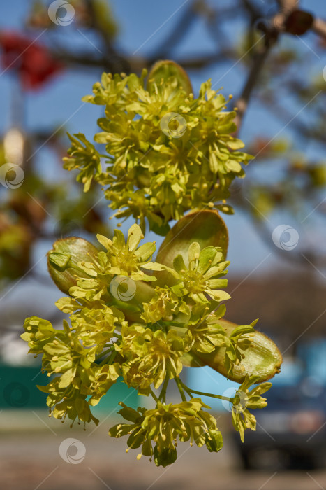 Скачать Распускаются цветочные почки клена остролистного (лат. Acer platanoides). фотосток Ozero