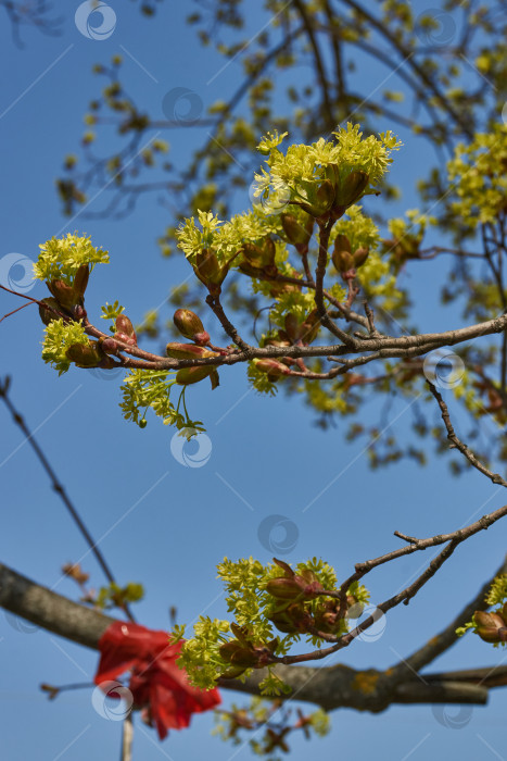 Скачать Распускаются цветочные почки клена остролистного (лат. Acer platanoides). фотосток Ozero