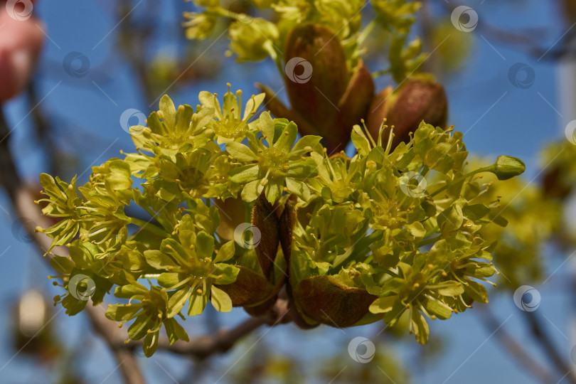Скачать Распускаются цветочные почки клена остролистного (лат. Acer platanoides). фотосток Ozero