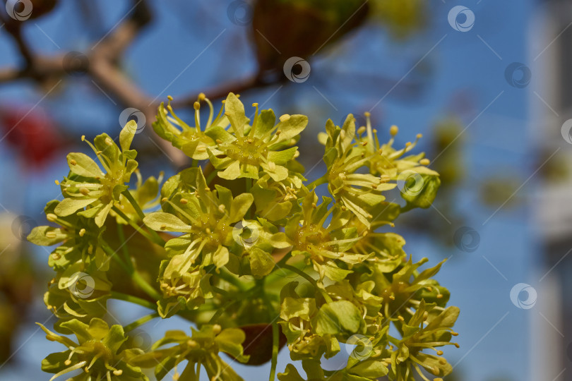 Скачать Распускаются цветочные почки клена остролистного (лат. Acer platanoides). фотосток Ozero