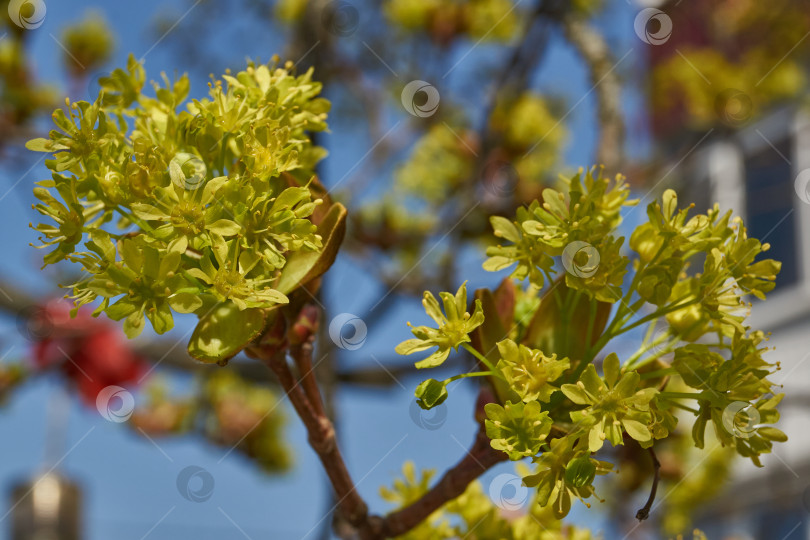 Скачать Распускаются цветочные почки клена остролистного (лат. Acer platanoides). фотосток Ozero