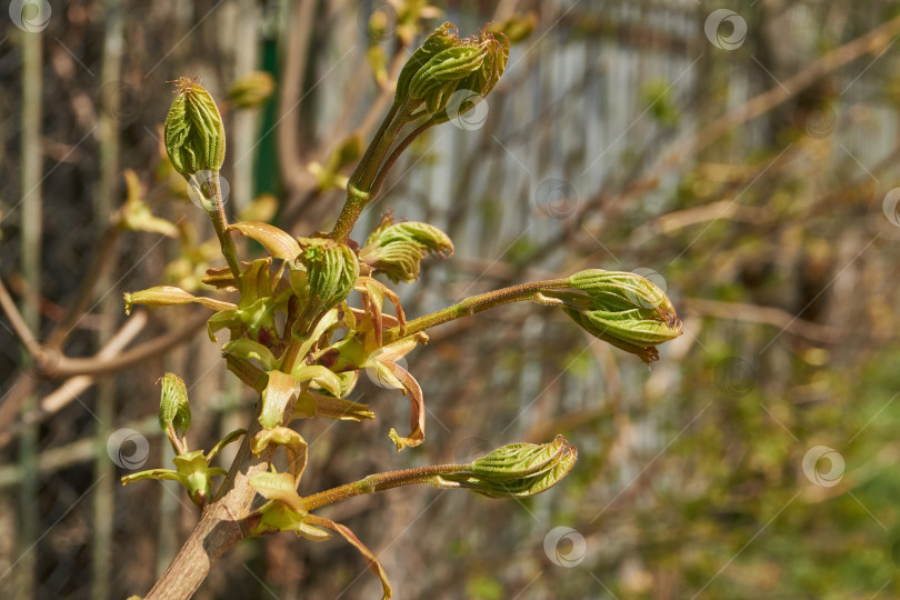 Скачать Из листовых почек клена остролистного (лат. Acer platanoides) распустились листья. фотосток Ozero