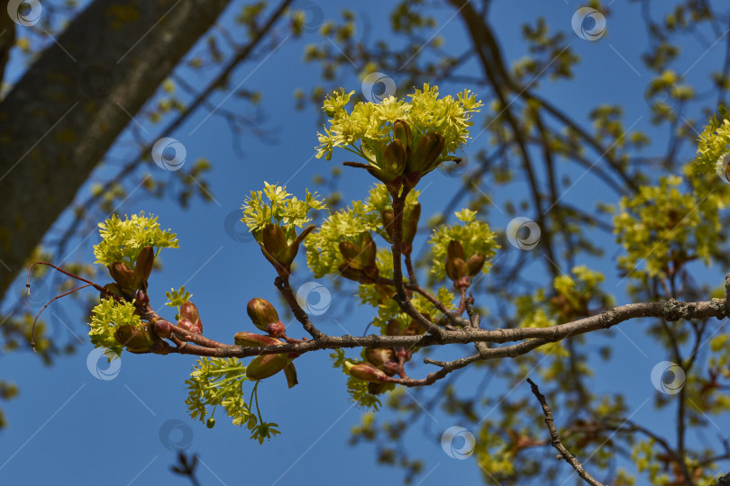 Скачать Распускаются цветочные почки клена остролистного (лат. Acer platanoides). фотосток Ozero