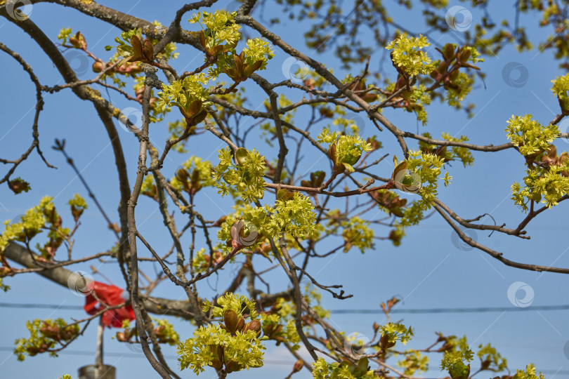 Скачать Распускаются цветочные почки клена остролистного (лат. Acer platanoides). фотосток Ozero