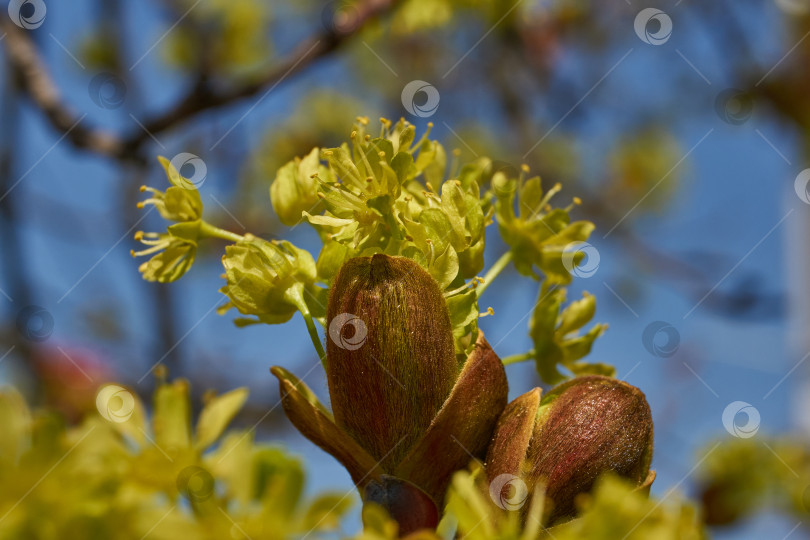 Скачать Распускаются цветочные почки клена остролистного (лат. Acer platanoides). фотосток Ozero