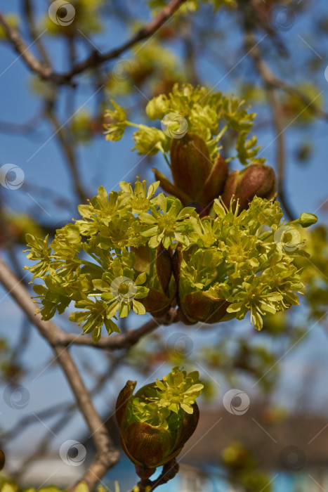 Скачать Распускаются цветочные почки клена остролистного (лат. Acer platanoides). фотосток Ozero