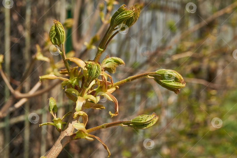Скачать Из листовых почек клена остролистного (лат. Acer platanoides) распустились листья. фотосток Ozero
