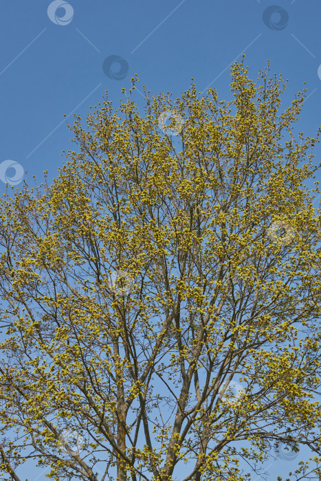 Скачать Распускаются цветочные почки клена остролистного (лат. Acer platanoides). фотосток Ozero