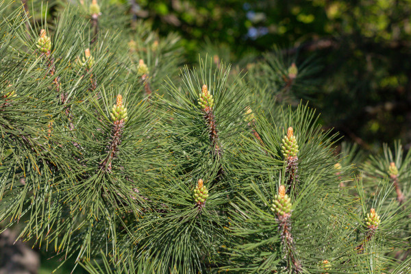 [object Object] undefined