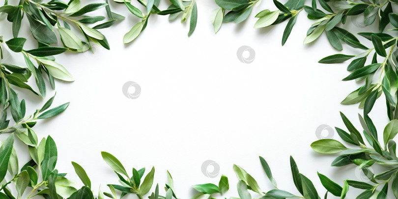 Скачать Средиземноморские оливковые листья обрамляют белый фон для создания естественного дизайна и декора фотосток Ozero