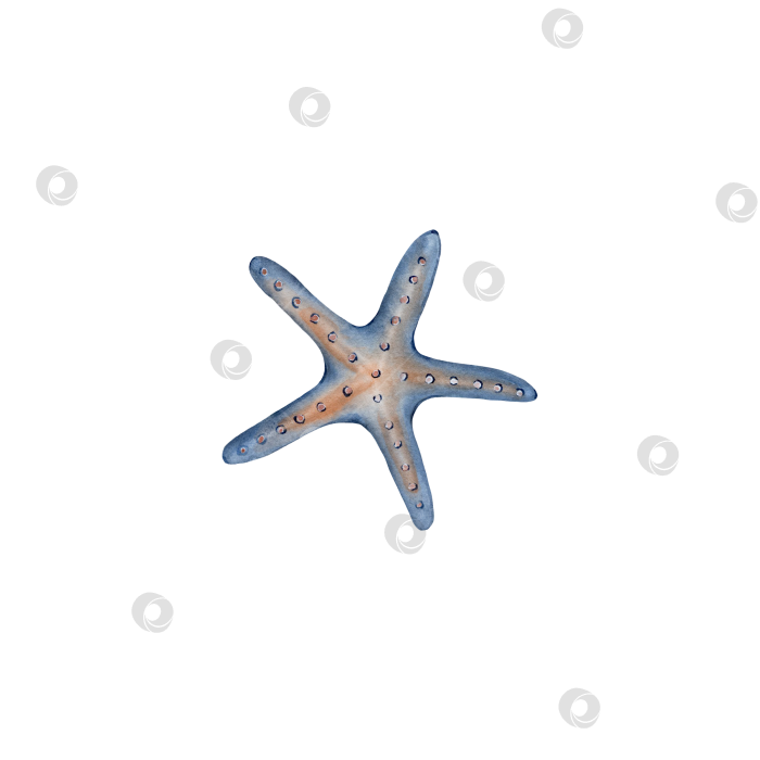 Скачать Морская звезда в изоляции. фотосток Ozero