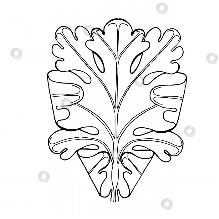 Скачать Декоративный контурный лист. Нарисованный от руки контурный эскиз иллюстрации на изолированном белом фоне. фотосток Ozero