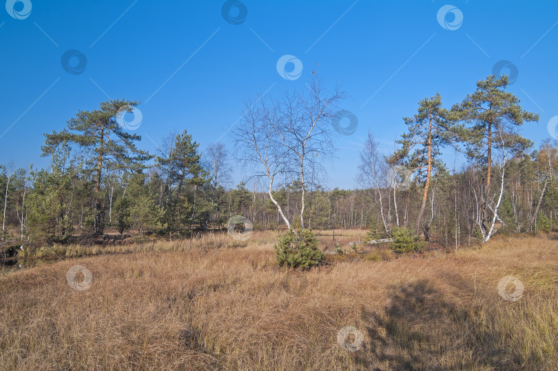 Скачать Осень на торфяном болоте. фотосток Ozero