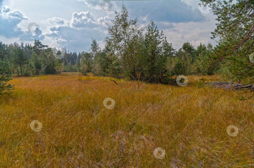 Скачать Осень на торфяном болоте. фотосток Ozero