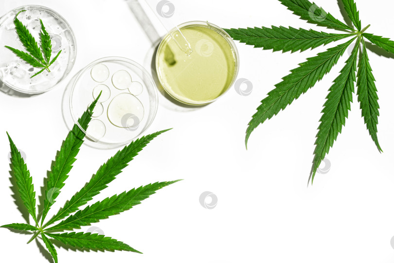 Скачать Масло CBD в капельнице и листья конопли cannabis фотосток Ozero