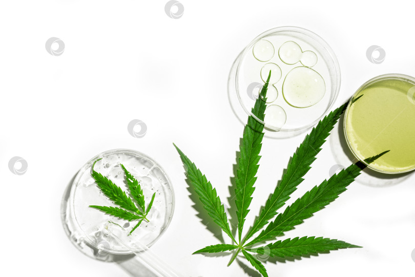 Скачать Масло CBD в чашке Петри и листья конопли cannabis фотосток Ozero