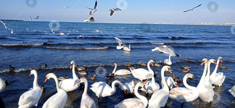 Скачать стая белых лебедей на берегу моря фотосток Ozero