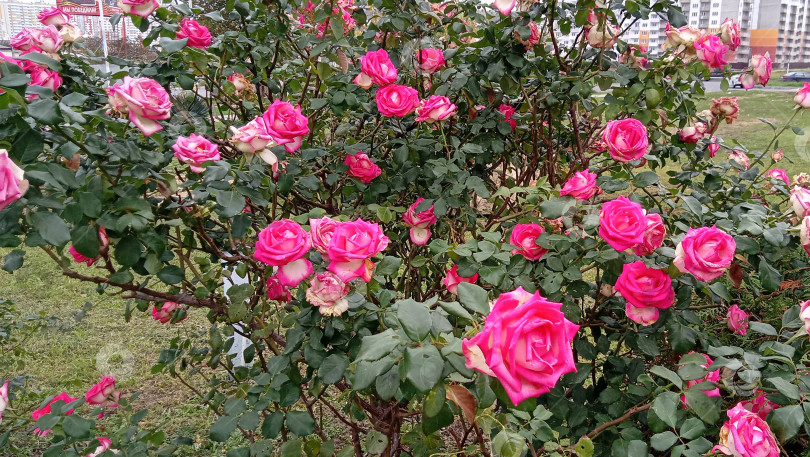 Скачать Куст розовых роз в яркий летний день в саду фотосток Ozero