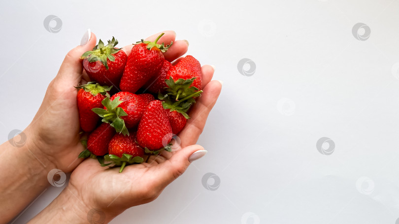 Скачать Руки взрослого кавказца, держащего свежую клубнику на белом фоне фотосток Ozero