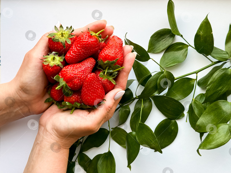 Скачать Руки держат свежую клубнику с зелеными листьями на белом фоне фотосток Ozero