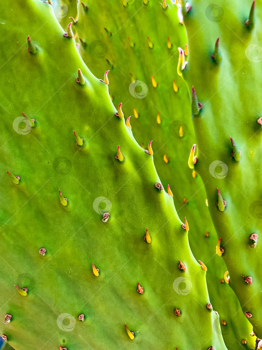 Скачать Крупный план ярко-зеленых кактусовых колючек при естественном солнечном свете фотосток Ozero