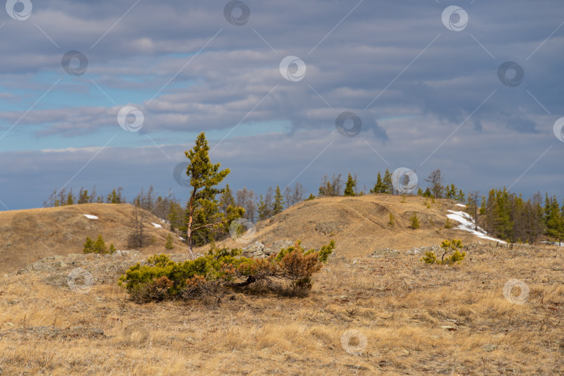 Скачать Весенний пейзаж.  Горы и лес. Весенний пейзаж. Горы и лес фотосток Ozero
