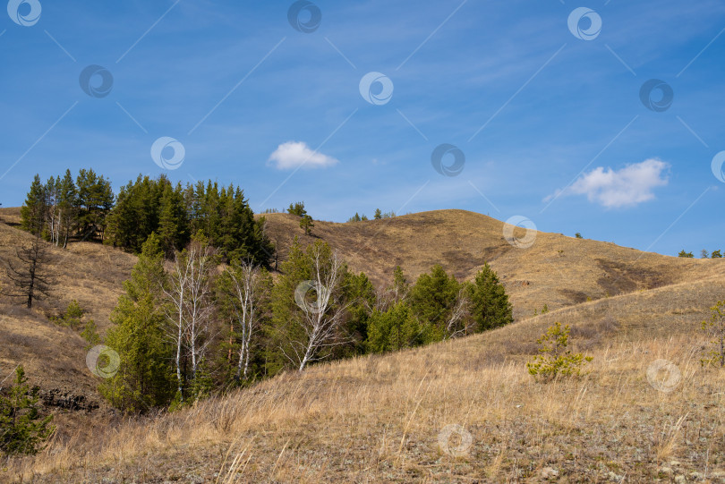 Скачать Весенний пейзаж.  Горы и лес. Весенний пейзаж. Горы и лес фотосток Ozero