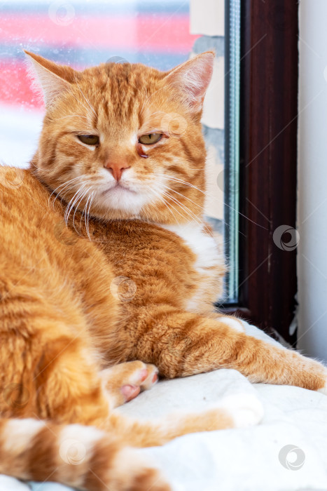 Скачать Кошачий отдых - Крупный план красивой Рыжей кошки, уютно устроившейся у окна фотосток Ozero