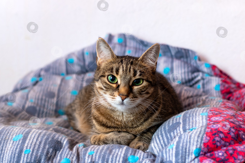 Скачать Кошка лежит на мягком одеяле на кровати и смотрит в камеру фотосток Ozero