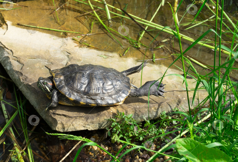 Скачать Красноухая пресноводная американская черепаха греется на солнышке на камне. фотосток Ozero