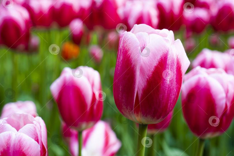 Скачать Розовый цветок тюльпана на размытом фоне крупным планом. Поле с тюльпанами. фотосток Ozero