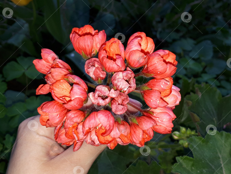 Скачать Цветы фотосток Ozero