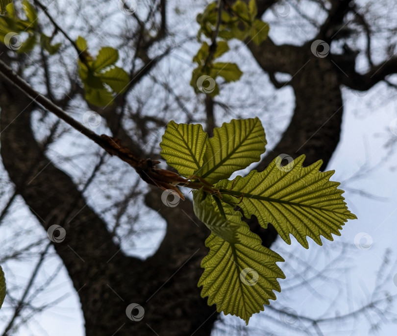 Скачать Молодые листья дуба весной фотосток Ozero