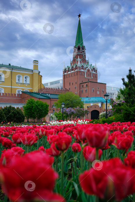 Скачать Москва. Троицкая башня Кремля и тюльпаны в Нескучном саду. фотосток Ozero