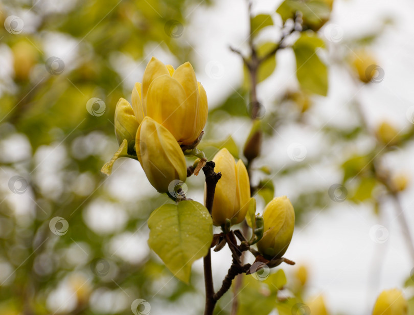 Скачать Цветение желтой магнолии в японском саду фотосток Ozero