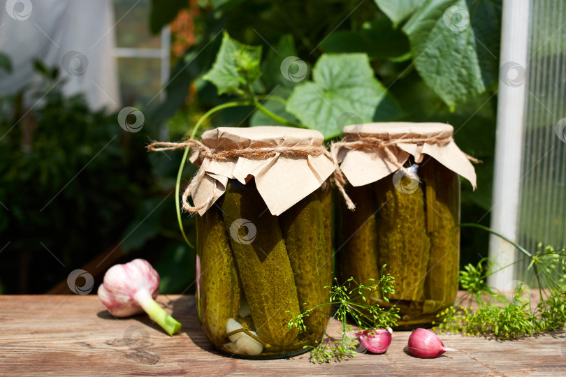 Скачать Маринованные огурцы в банке, свежие огурцы, зелень, чеснок и укроп для консервирования фотосток Ozero