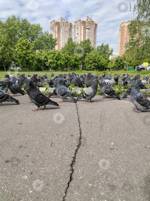 Скачать Стая голубей в городе фотосток Ozero