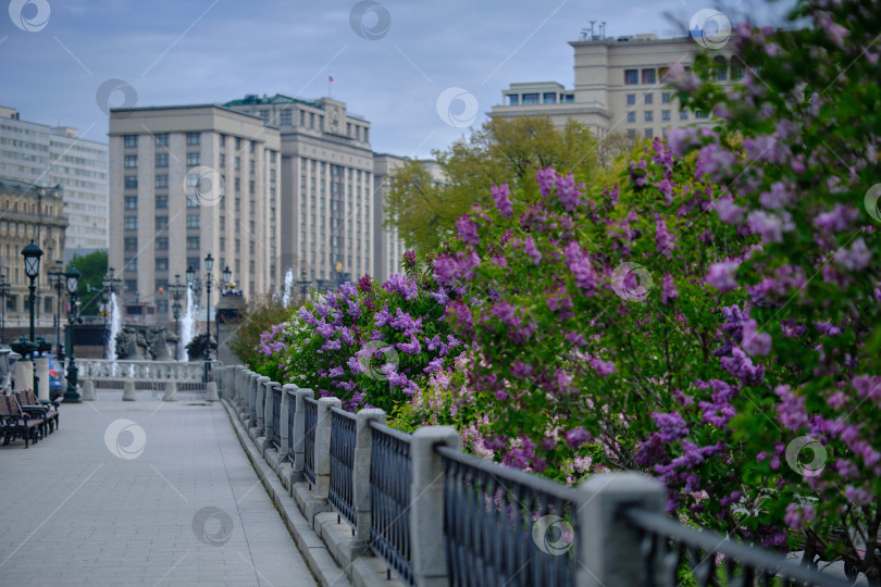 Скачать Москва. Цветущая сирень в Александровском саду и здание Госдумы. фотосток Ozero