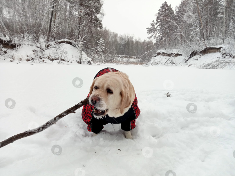 Скачать Озеро фотосток Ozero