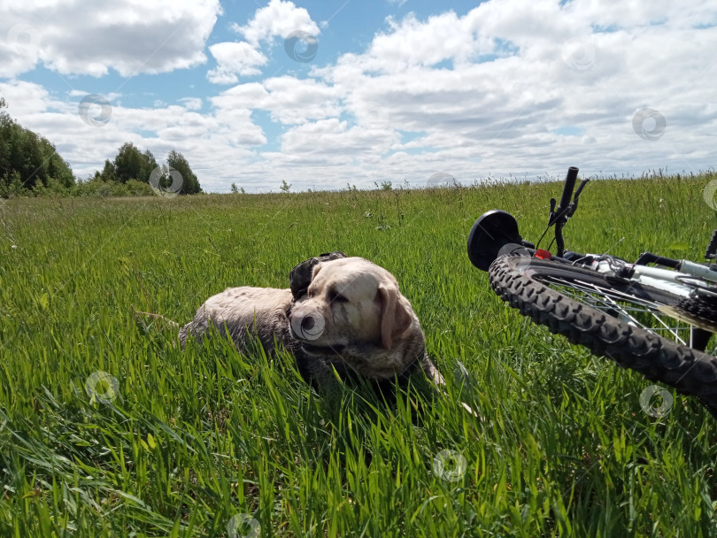 Скачать Ретривер фотосток Ozero