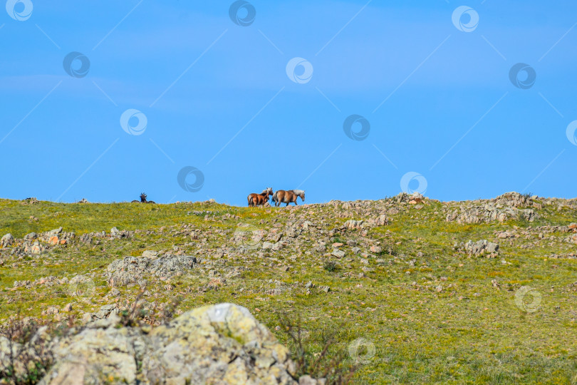 Скачать Горный пейзаж фотосток Ozero