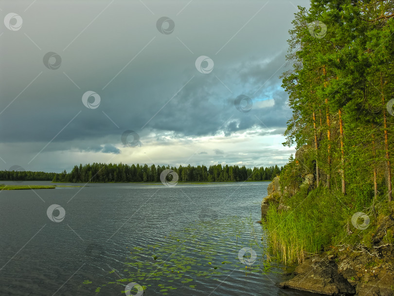 Скачать Сосны на крутом скалистом берегу озера. фотосток Ozero