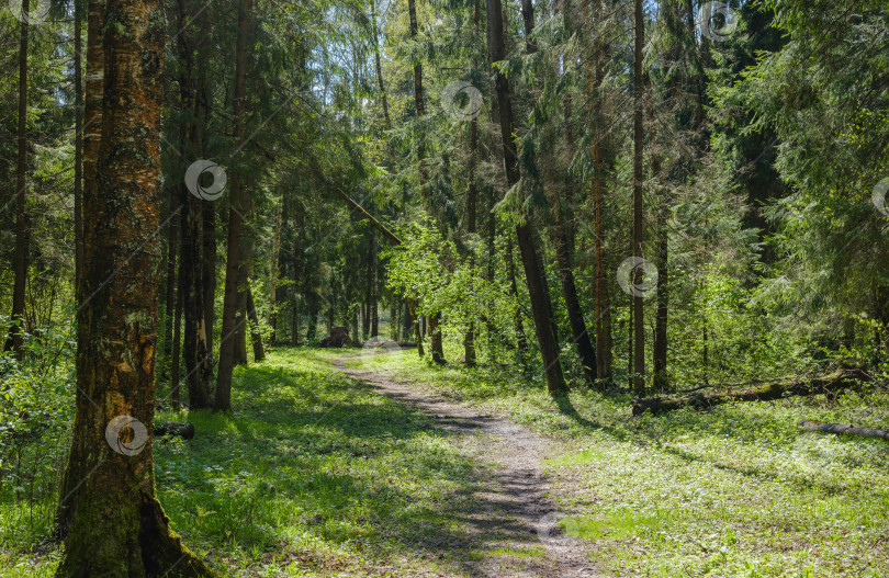 Скачать тропинка среди деревьев в лесу фотосток Ozero