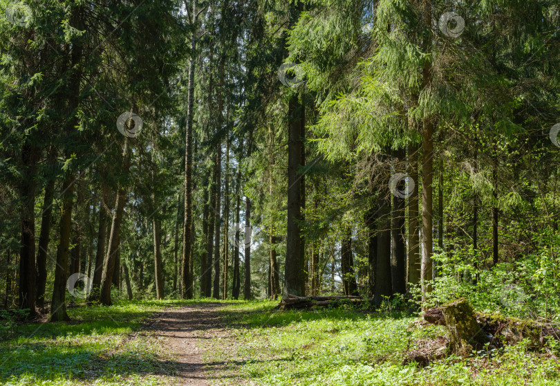 Скачать тропинка среди деревьев в лесу фотосток Ozero