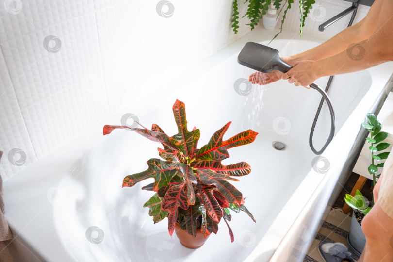 Скачать Женщина в фартуке моет комнатное растение Croton Codium под душем в ванной комнате. Уход за комнатными растениями: полив, протирание от пыли, увлажнение фотосток Ozero