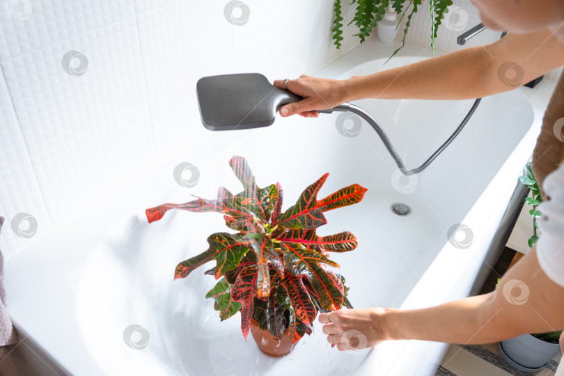 Скачать Женщина в фартуке моет комнатное растение Croton Codium под душем в ванной комнате. Уход за комнатными растениями: полив, протирание от пыли, увлажнение фотосток Ozero