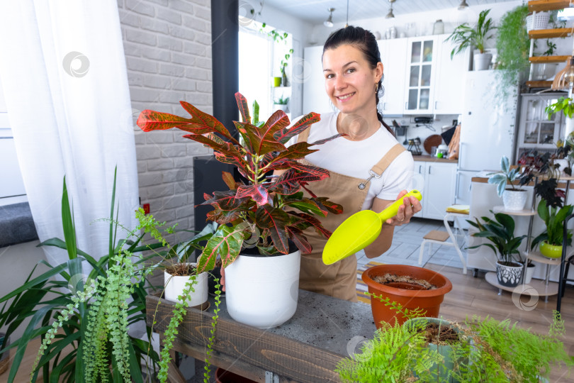 Скачать Пересадка и уход за домашним растением codium croton в новый горшок в домашнем интерьере. Женщина разводит и выращивает растения для хобби, держит тропическое растение с красными листьями фотосток Ozero